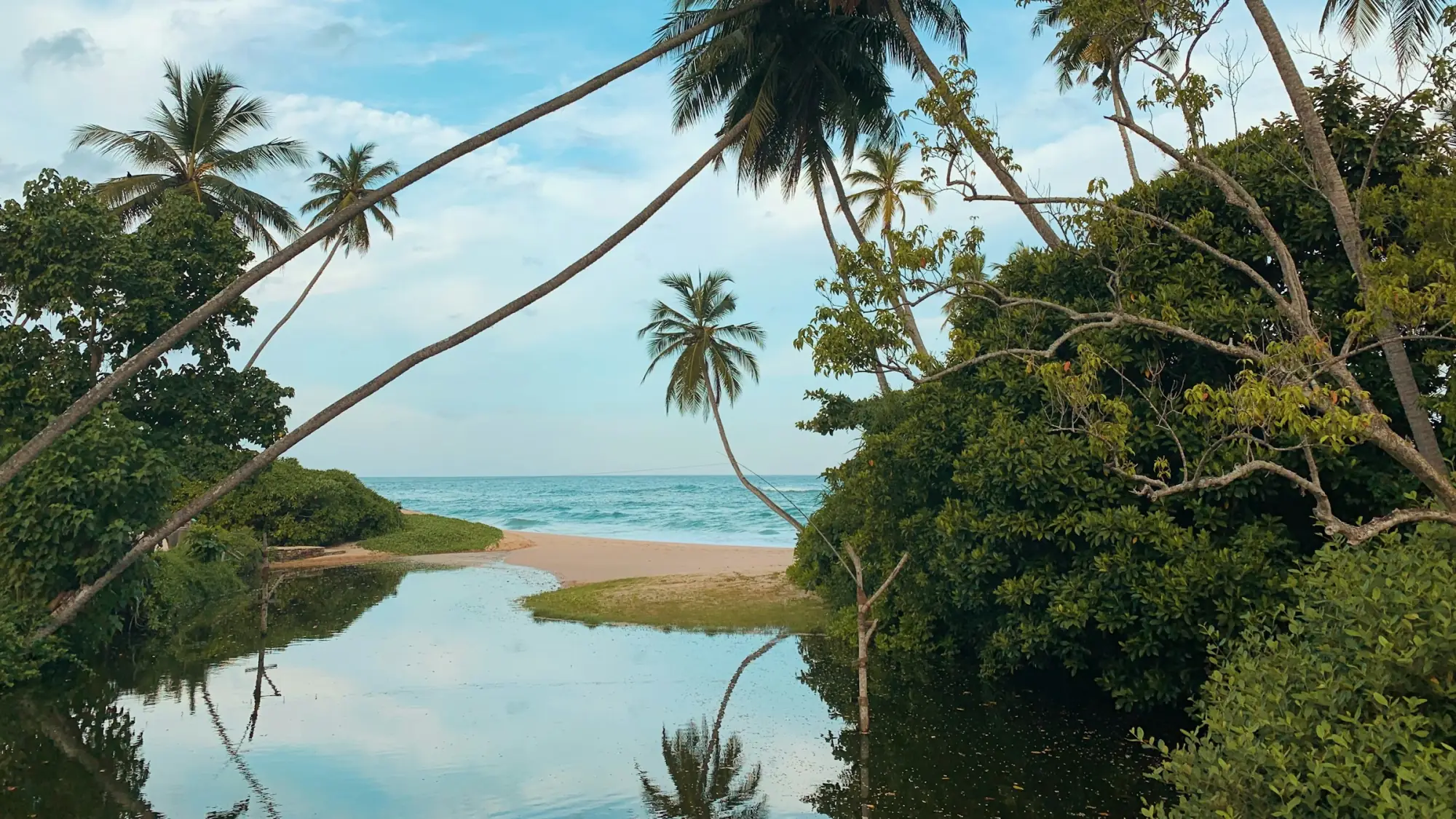 Palm trees leaning over a sunlit tropical coastline and turquoise water